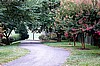 Crape Myrtles in Bloom